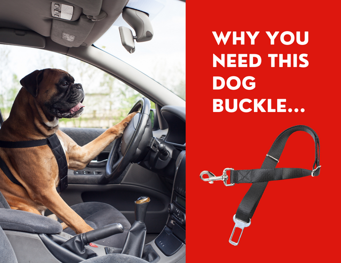 Dog Car Buckles - What they are and why you NEED ONE